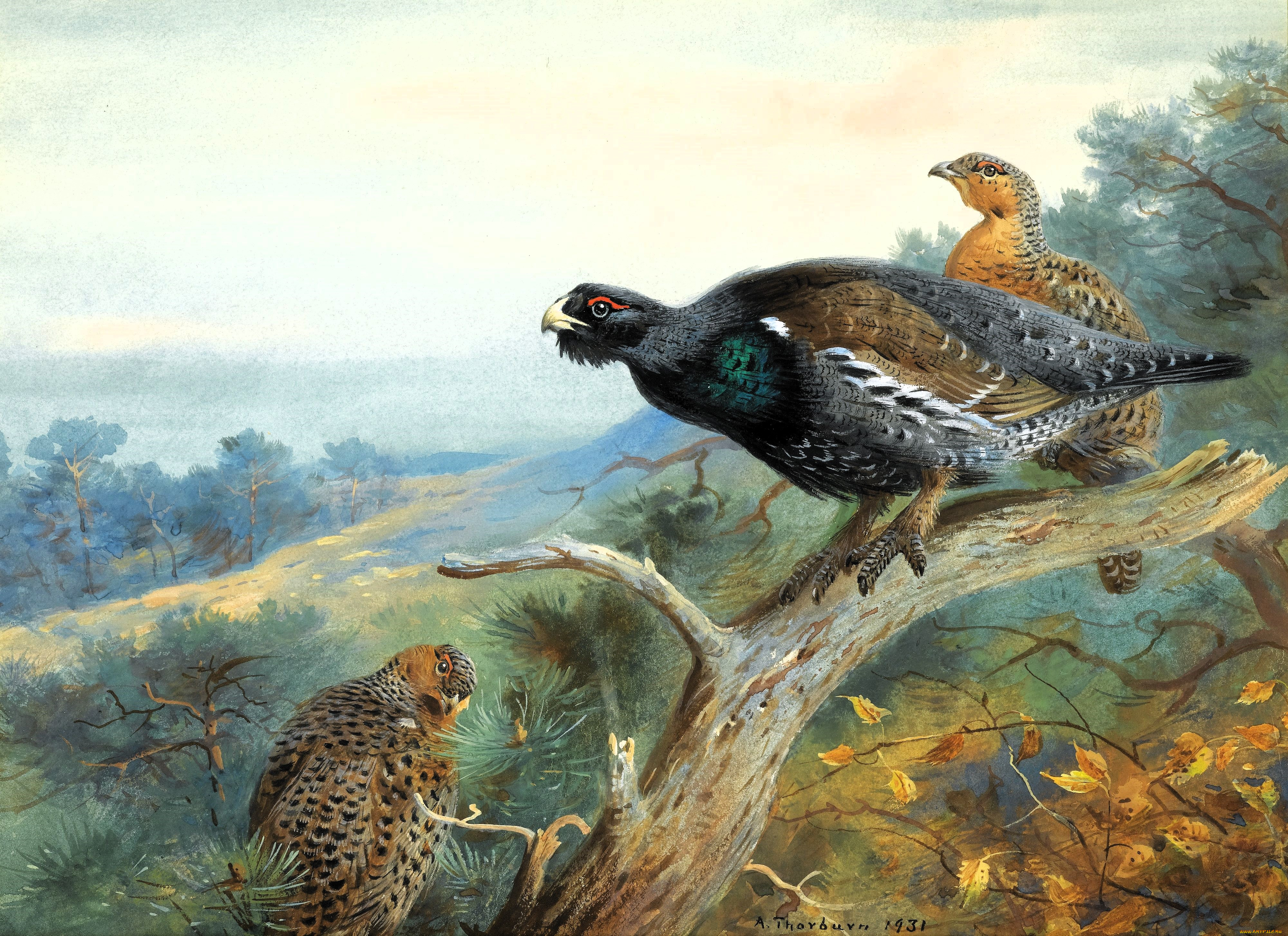 , archibald thorburn, , , , 